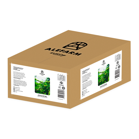 24 x Now Is The Time (Spruce Tip IPA)