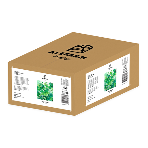 24 x See A Penny (Hazy IPA)